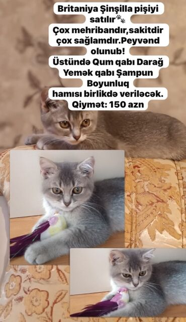 LuAZ: Şinşilla