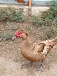 Ördəklər: Ördəklər — 6