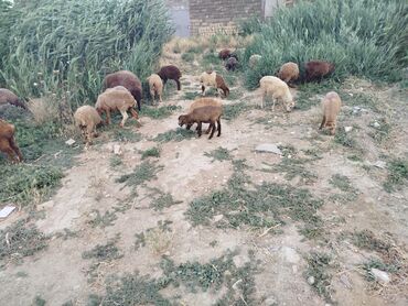 Gəmiricilər: Quzu, Erkək, Qala, ay: 2, 10 kq, Damazlıq, Ünvandan götürmə