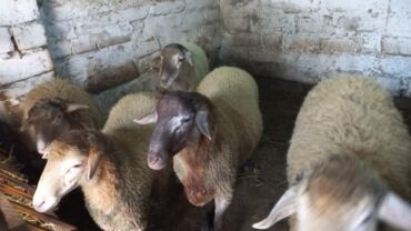 cuce ucun yem qablari: Erkey Quzular. kök heyvanlardır.Diri cəkisi 10m ünvan Maştağadadır 5