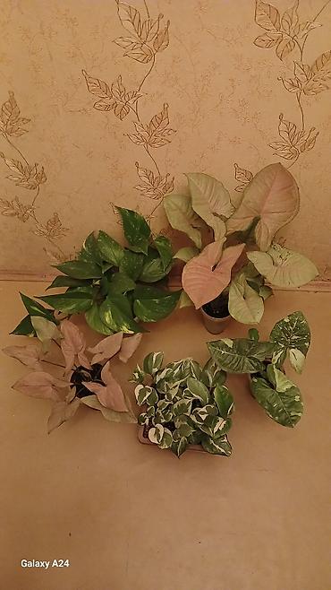 Сингониумы: Коллекция комнатных растений — подборка декоративно-лиственных — 10