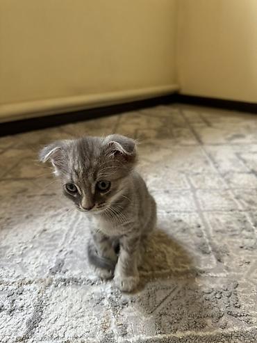 Продажа кошек: Продаю котят- Мама шотландская вислоухая - Окрас: серебристый и — 3