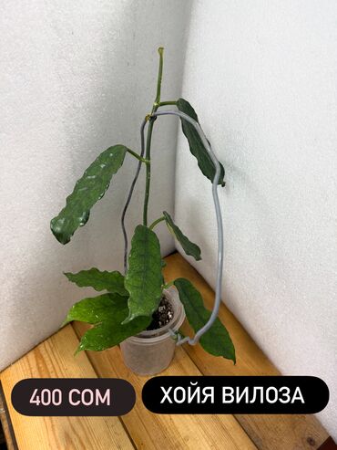 Хойи: Хойя (Hoya) - Хойя публикалис сплэш –Цена: 450 сом. - Хойя Мередити — 12