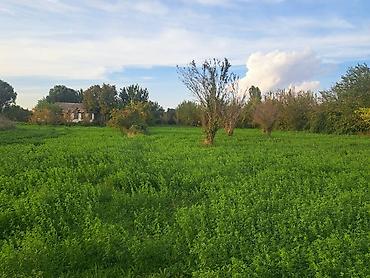 mansard evler satilir: Kənd təsərrüfatı — 3