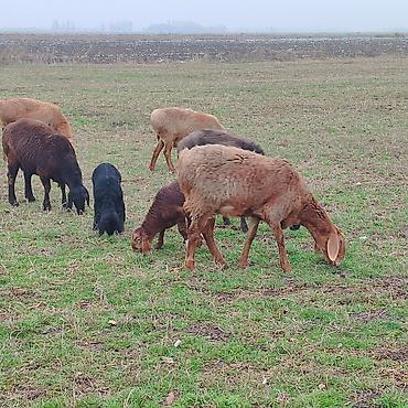 Баран, овца: Продаю | Овца (самка) | Арашан | Для разведения | Котные — 3