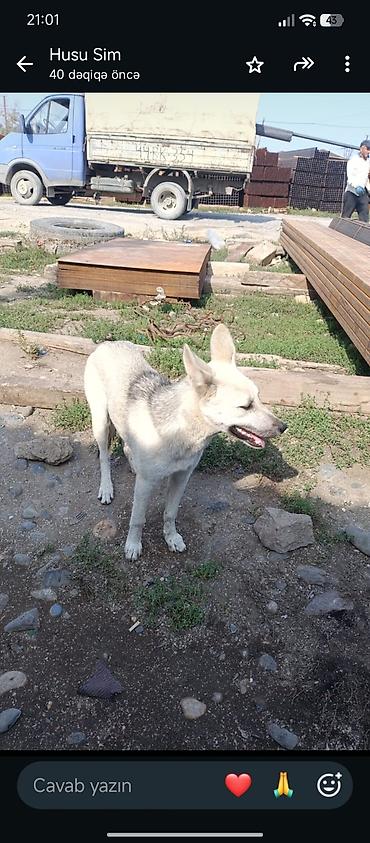 Erkək, Peyvəndli