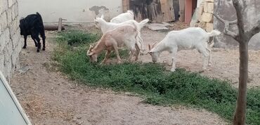 Toyuqlar: Erkək, Zanen, il: 5, Damazlıq, Südlük, Ətlik, Ünvandan götürmə