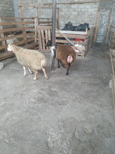 Qoyunlar, qoçlar: Saxlama şəraitində bəslənən damazlıq qoyunlar və quzular. - Növlər — 2