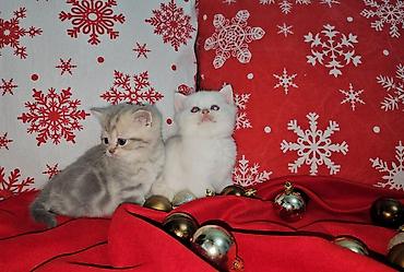 Pişiklər: Şotland, Erkək, Dişi — 4