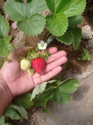 Şitillər: Murano çiyələk stilləri satılır .ilboyu məhsul dərmey olur .isdixana — 12