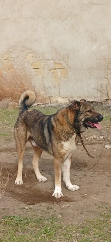 İtlər: Qurdbasar, 2 il, Erkek, Peyvəndli, Ödənişli çatdırılma — 10
