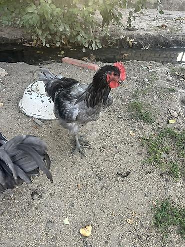 Куры, петухи: Продаю | Куры, Петух, Цыплята | Для разведения — 20