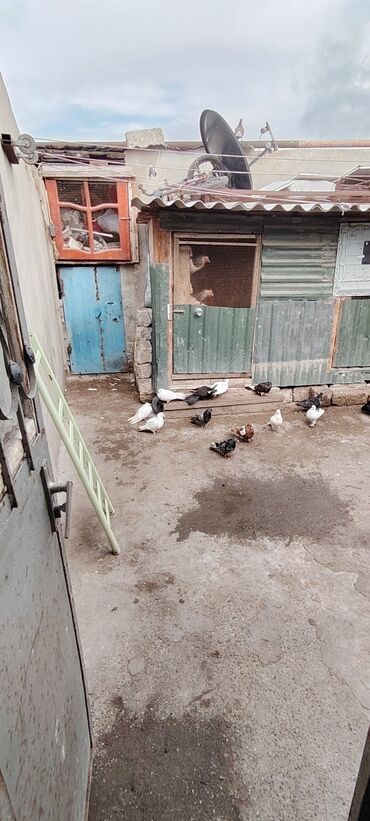 Köhnə tikili: Bakı, Bülbülə qəs., 3 otaqlı, Köhnə tikili, m. Koroğlu, 1 kv. m -da lalafo.az — 17 Köhnə tikili: Bakı, Bülbülə qəs., 3 otaqlı, Köhnə tikili, m. Koroğlu, 1 kv. m — 17