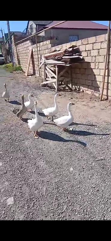 Qazlar: Salam öz,qapımın,1 iılik sağlam kök qazlarıdır maşallah olsun təzə — 2