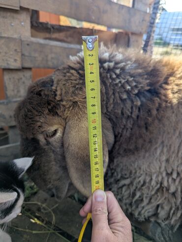 Бараны, овцы: Продаю | Овца (самка) | Арашан | Для разведения | Племенные — 21