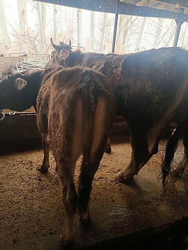 Коровы, быки: Продаю | Бык (самец) | Швицкая | На откорм | Привязанные — 1