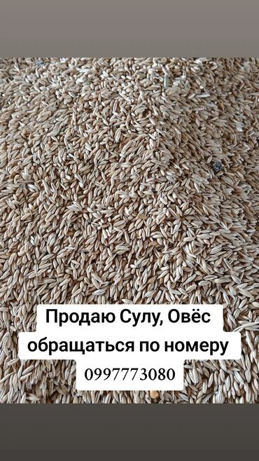 Корма для с/х животных: Продаю Сулу овёс