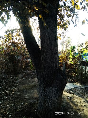 резка стекол: Продаю дерево орех