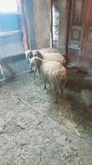 bulbul qusu satisi: Quzu, Erkək, ay: 7, 28 kq, Ətlik, Ünvandan götürmə — 6