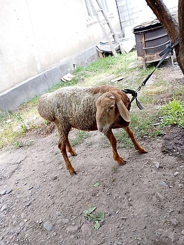 Баран, овца: Продаю | Баран (самец) — 3