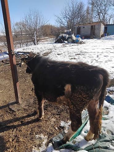 Коровы, быки: Продаю | Бык (самец) | Полукровка | На откорм | Привязанные — 1