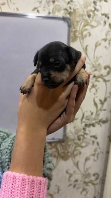 İtlər: Miniatür pinçer, 1 ay — 10