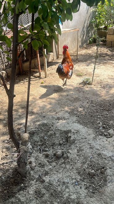 yerli cücələr: Xoruz, il: 1, Ünvandan götürmə, Pulsuz çatdırılma, Ödənişli çatdırılma