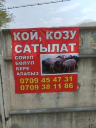 печать на наклейках: Башка кызматтар