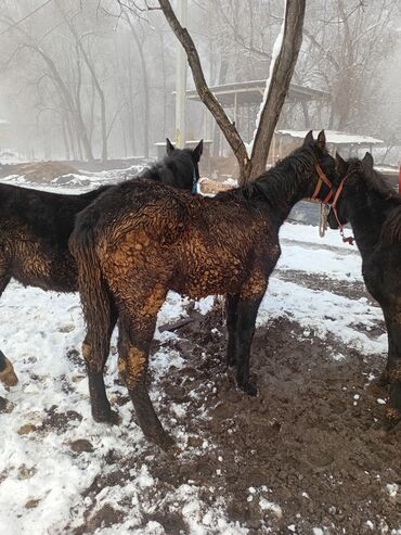 Лошади, кони: Продаю | Кобыла (самка) | Рабочий — 10