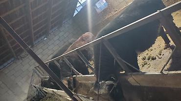 Коровы, быки: Продаю | Бык (самец) | На откорм | Привязанные — 11