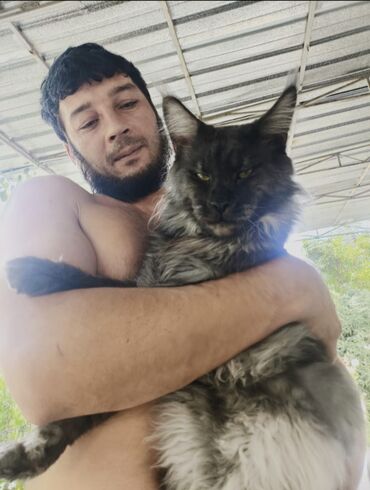 сиамская кошка: 🐈‍⬛🐈‍⬛🐈‍⬛ Предлагаются котята мейкуна на бронь😺😺😺 Дата рождения 20