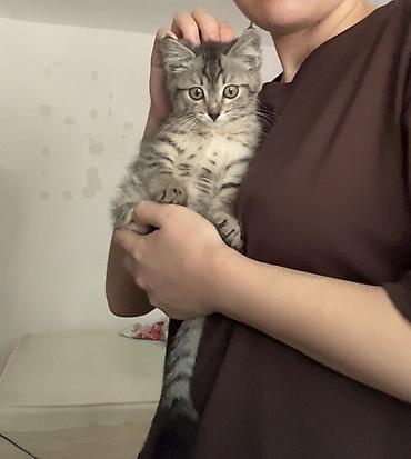 Отдам даром кошку: 1 месяц, Девочка — 7