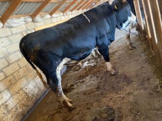 Inəklər, öküzlər: Erkək, il: 1, 170 kq, Ətlik, Ünvandan götürmə -da lalafo.az — 3 Inəklər, öküzlər: Erkək, il: 1, 170 kq, Ətlik, Ünvandan götürmə — 3