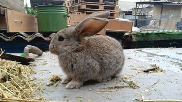шкура кролика: Продаю | Крольчата | Серый великан, Фландр | Для разведения | Племенные