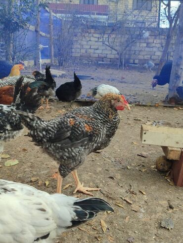 Toyuqlar: Tam ev şəraitində bəslənmiş rəngli kənd beçələridir.çəkiləri 1 -da lalafo.az — 6 Toyuqlar: Tam ev şəraitində bəslənmiş rəngli kənd beçələridir.çəkiləri 1 — 6