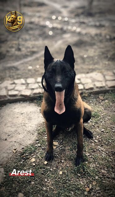 Вязка собак: Вязка: Бельгийская овчарка, Самец, 3 года, С родословной, С прививкой — 2