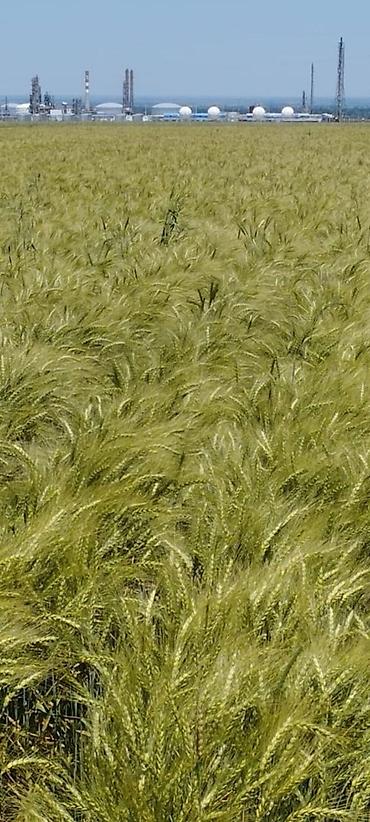 Продажа участков: 400 соток — 2