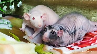 Крысы: Милота крысы Дамбо .Питомник Rat hause Love . ручные ласковые. лысые и — 6