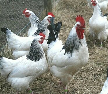 мясо птицы: Инкубационный яйцо чистокровный Адлерский порода адрес новопакровка