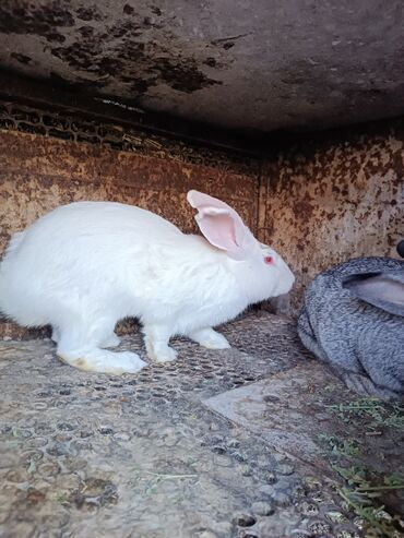 кормушки для кроликов: Продаются кролики