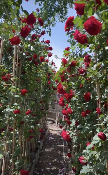 Şitillər: SAQI Gülçülük – Tərtərin ən gözəl gülləri • Öz bağımızda yetişdirilən — 7