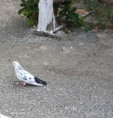göyercin yuvası: 2 dene çil erkeydi biri 10 manat tutulma qusdardi