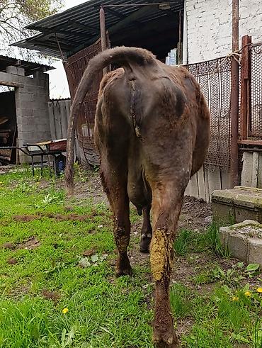 Коровы, быки: Продаю | Корова (самка) — 19