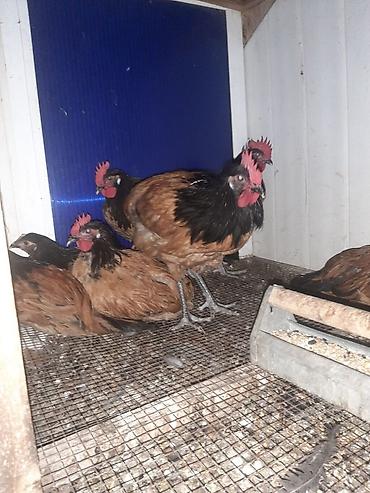 toyuq cücə satışı: Temiz qan Forvek cinsili hryvanlar satiwa cixardilib.Alman — 6