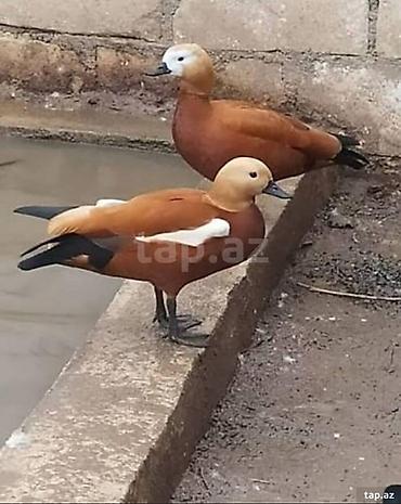 amadin qusu haqqinda: Narin ördəklər (Ruddy shelduck – turac rəngli su quşu) cütlük — 1