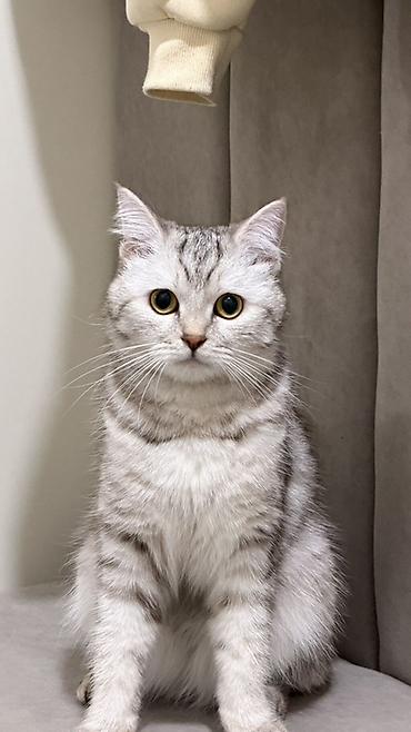 купить кота шиншиллу: Скотиш Страйт (Шотландская прямоухая), 1 год, Девочка, Серебристая шиншилла, Приучена к лотку — 3