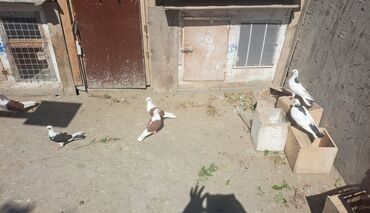 Göyərçinlər: Müxtəlif rənglərdə olan göyərçinlər satılır. Bu quşlar həm ev heyvanı