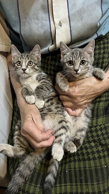 Мышыктар: Котята, помёт из двух малышей. - Порода: домашние короткошёрстные. - — 2