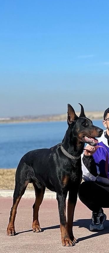 it sahiblendirilir: Doberman, 2 ay, Erkək, Peyvəndli — 4