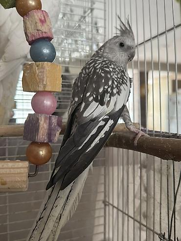 korella tutuquşu: Növbənazik (Cockatiel) tutuquşu – boz-ağ “pied/opaline” rəng çaları - — 1